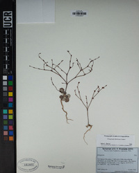 Eriogonum davidsonii image