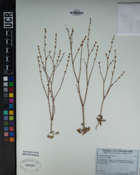 Eriogonum davidsonii image