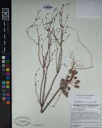Eriogonum davidsonii image
