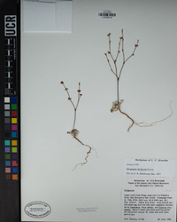 Eriogonum davidsonii image