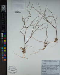 Eriogonum davidsonii image