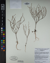 Eriogonum davidsonii image