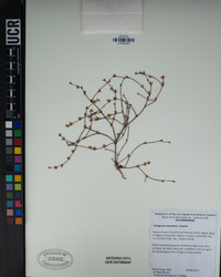 Eriogonum davidsonii image