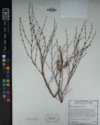 Eriogonum davidsonii image