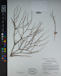 Eriogonum davidsonii image