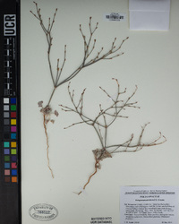 Eriogonum davidsonii image