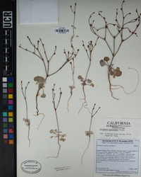 Eriogonum davidsonii image