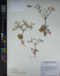 Eriogonum deflexum image