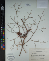 Eriogonum deflexum image