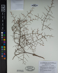 Eriogonum deflexum var. deflexum image