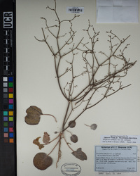 Eriogonum deflexum image