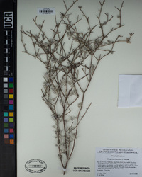 Eriogonum deserticola image