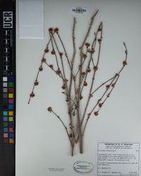 Eriogonum elongatum image