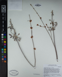 Eriogonum elongatum image