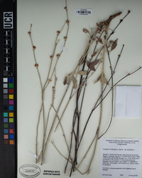 Eriogonum elongatum image