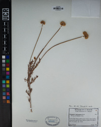 Eriogonum fasciculatum image