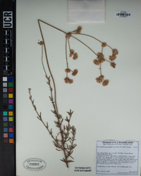 Eriogonum fasciculatum image