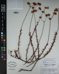 Eriogonum fasciculatum var. foliolosum image