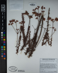 Eriogonum fasciculatum var. foliolosum image