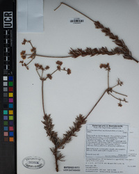 Eriogonum fasciculatum var. foliolosum image