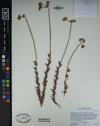 Eriogonum fasciculatum var. foliolosum image