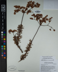 Eriogonum fasciculatum var. foliolosum image