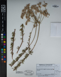 Eriogonum fasciculatum image