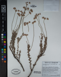 Eriogonum fasciculatum image