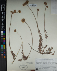 Eriogonum fasciculatum var. polifolium image