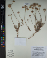 Eriogonum fasciculatum image