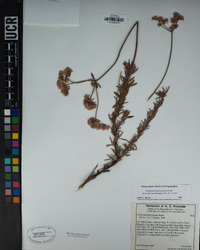 Eriogonum fasciculatum var. polifolium image