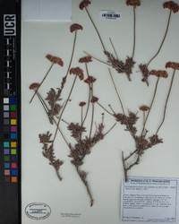 Eriogonum fasciculatum image