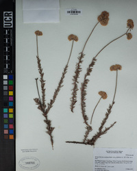 Eriogonum fasciculatum var. polifolium image