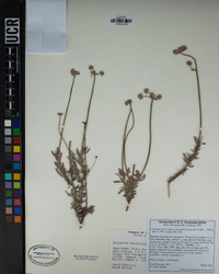 Eriogonum fasciculatum image