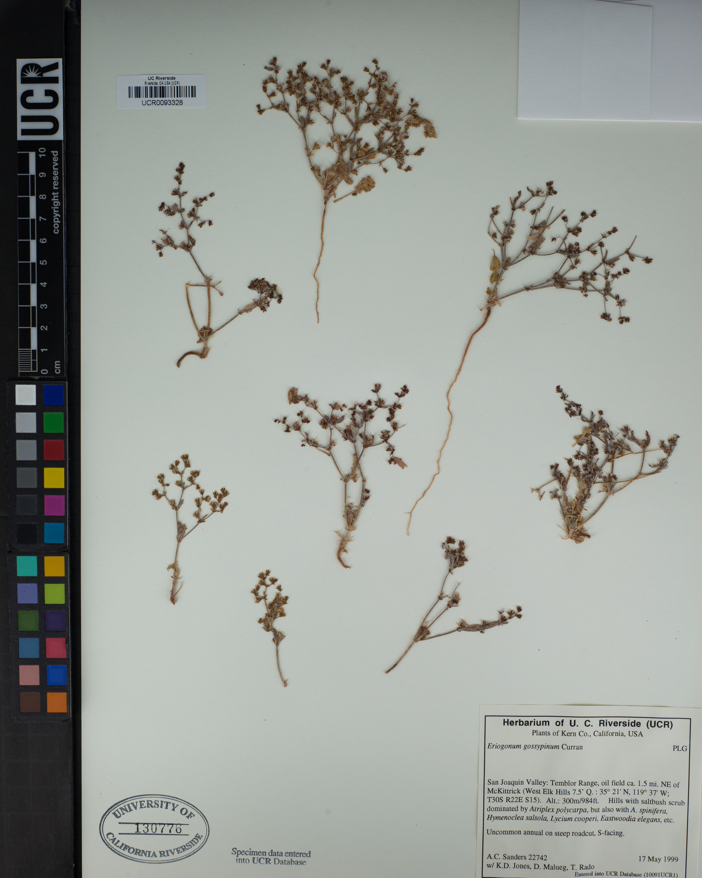 Eriogonum gossypinum image