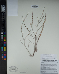 Eriogonum gracile image