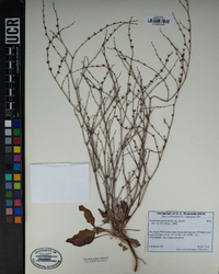 Eriogonum gracile image