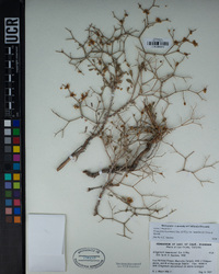 Eriogonum heermannii image