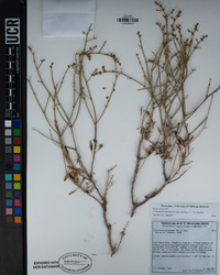 Eriogonum heermannii var. heermannii image