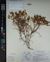 Eriogonum heermannii var. floccosum image