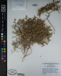 Eriogonum heermannii var. argense image