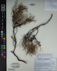 Eriogonum heermannii var. humilius image