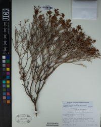 Eriogonum heermannii image