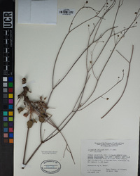 Eriogonum inflatum var. inflatum image