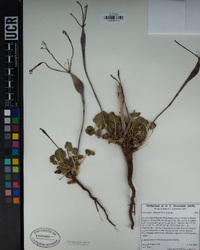 Eriogonum inflatum image