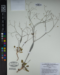 Eriogonum inflatum var. inflatum image