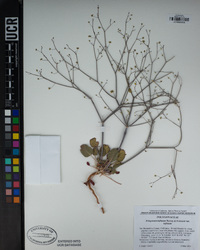 Eriogonum inflatum var. inflatum image