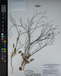 Eriogonum inflatum image