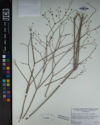 Eriogonum inflatum image