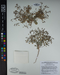 Eriogonum maculatum image